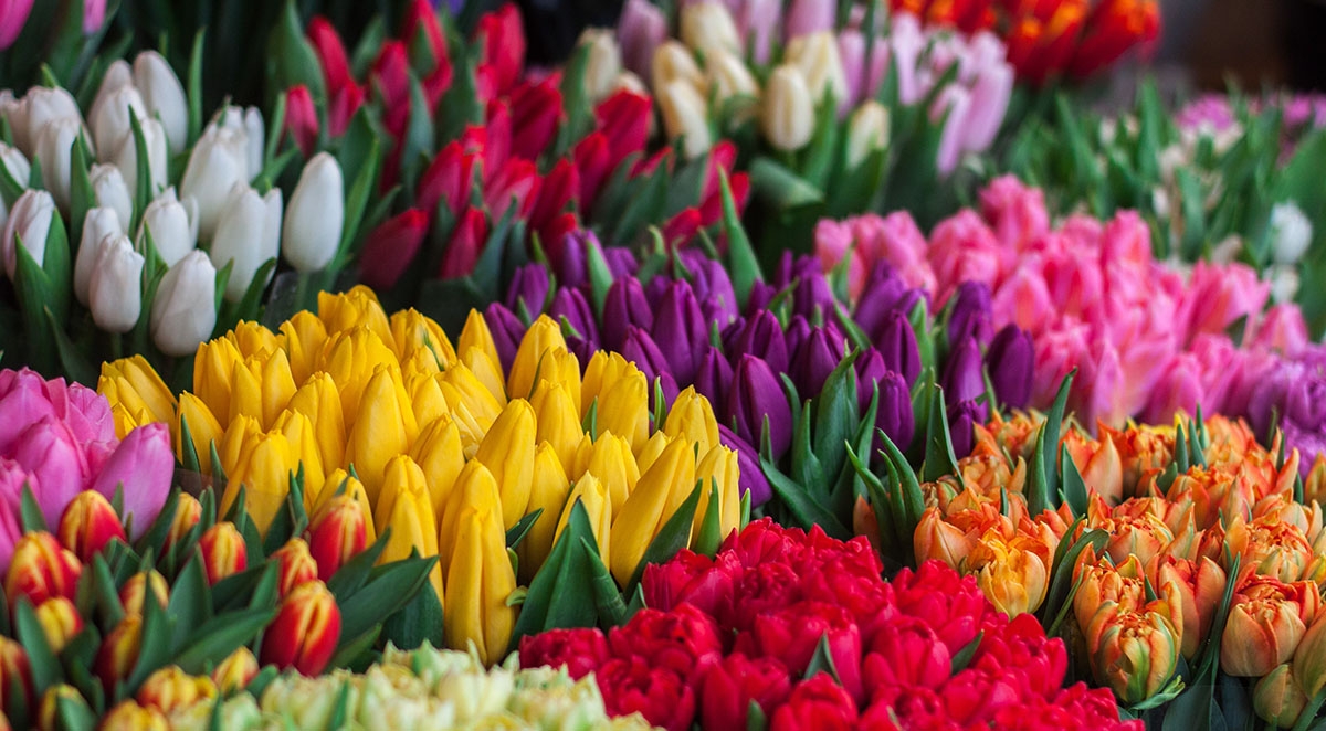 e2bf3b11df0b872112757f1c2fee6e32_L image Harmful Bugs for Your Flower Garden and What to Do About Them