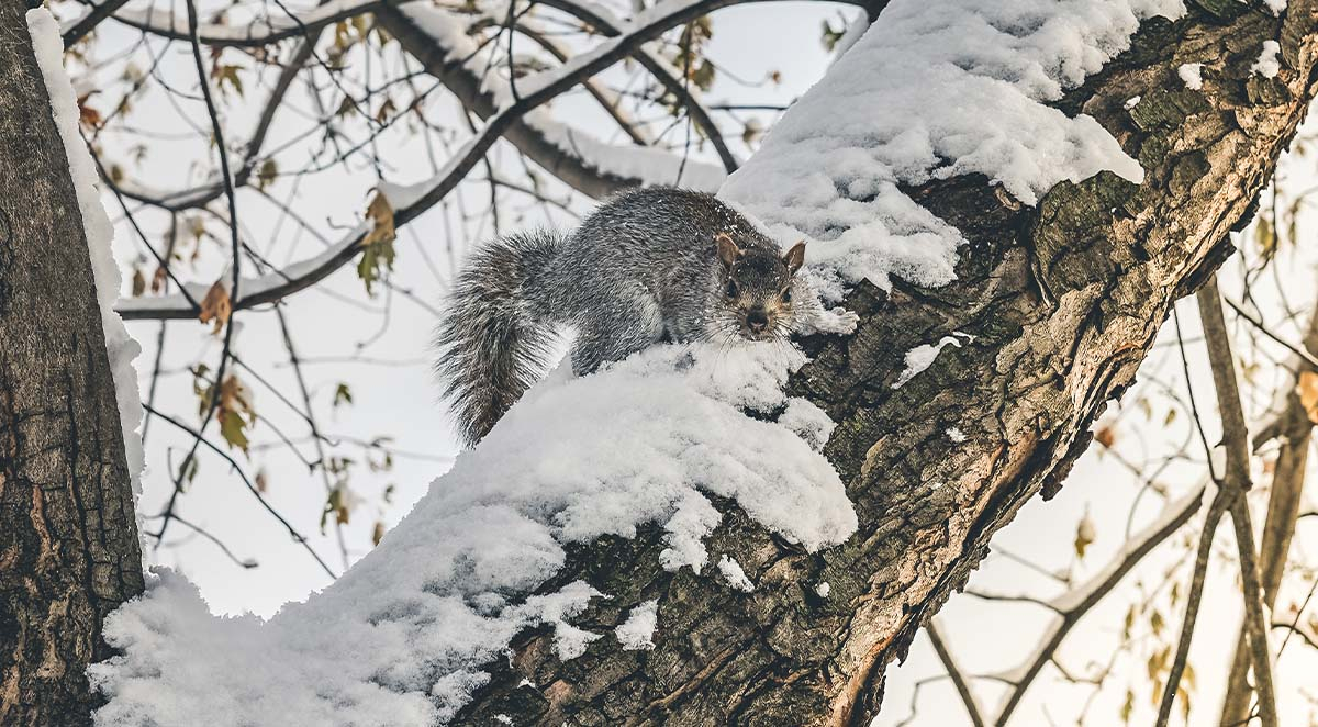 Eight Ways to Rodent-Proof Your Home in Winter