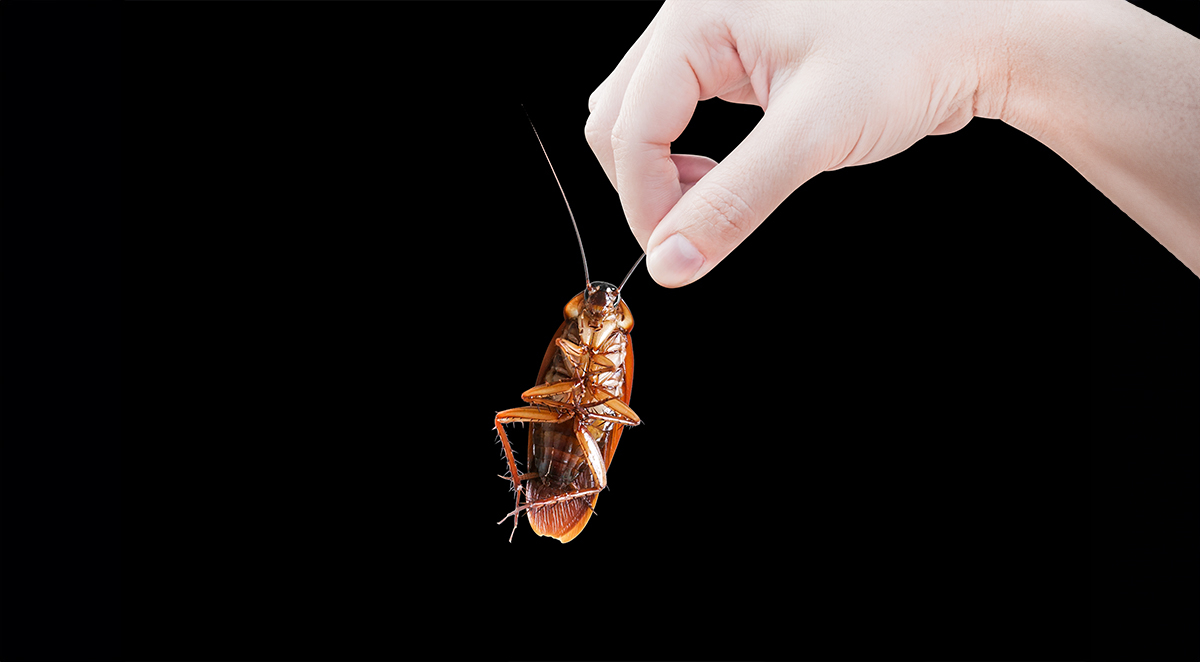 Why Are Cockroaches So Hard To Kill?
