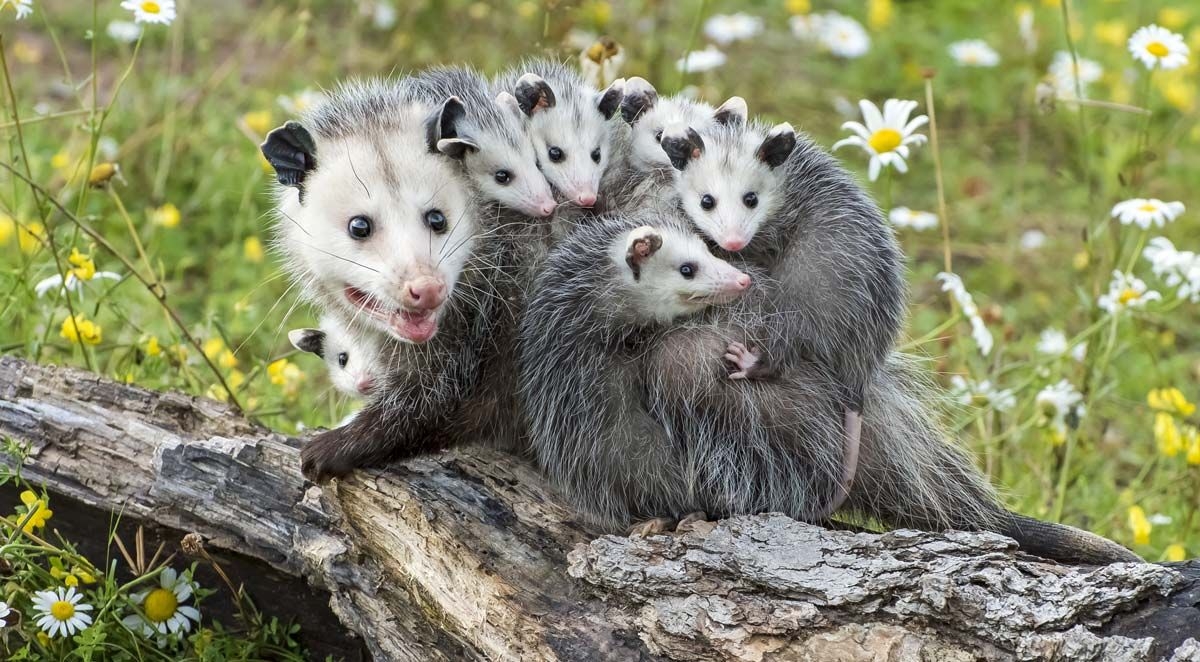 f4b6dca0e2911082f0eb6e1df1a0e11d_L image What You Need to Know about Baby Opossums
