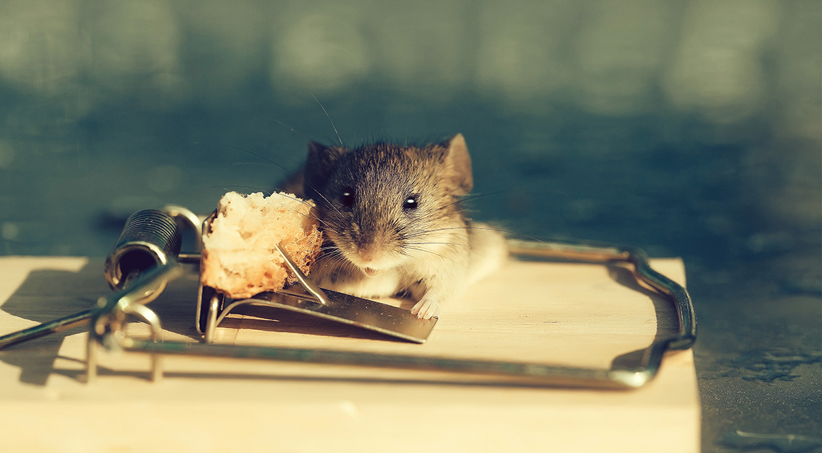 Three Signs That Wildlife Has Entered Your Home