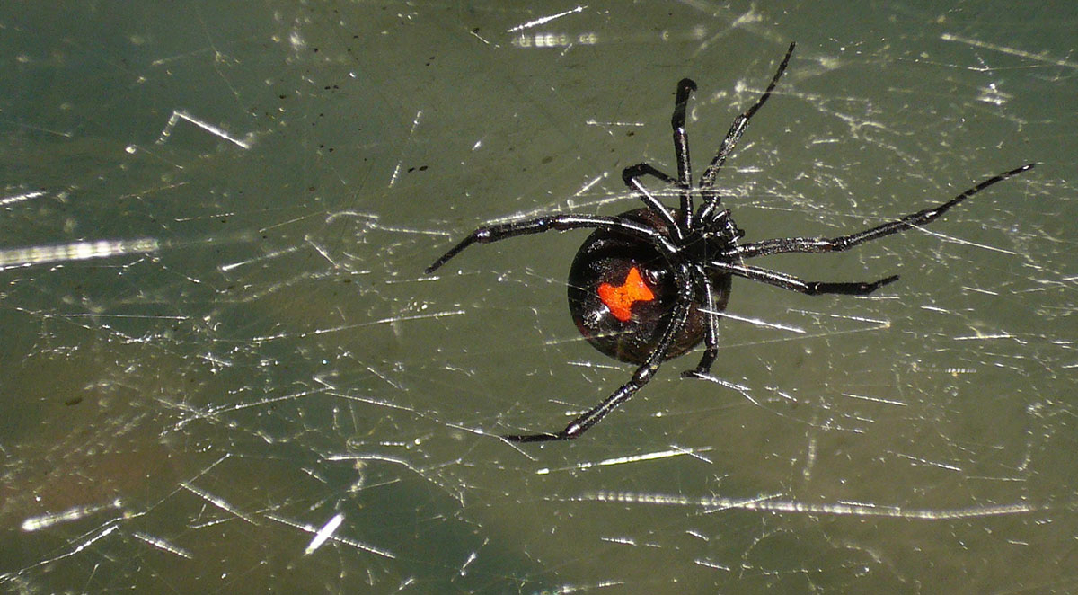 Common Spiders in the Carolinas