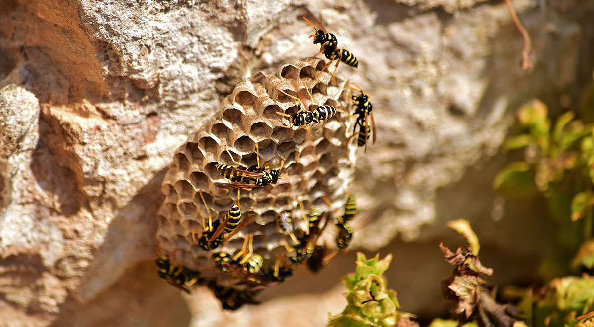 How To Get Rid Of A Wasp Nest