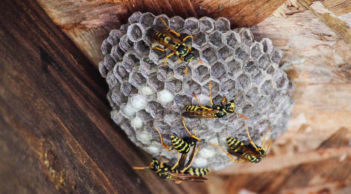 What to Do When You See a Wasp Nest