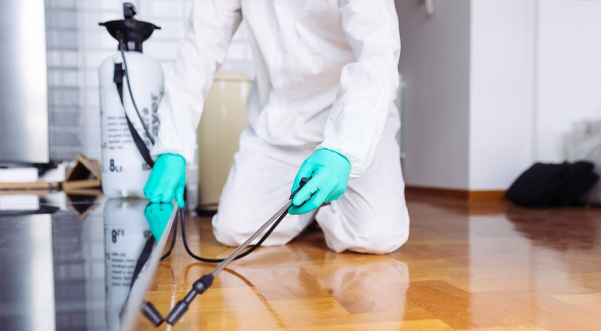 What to Do to Control Pest Problems While Traveling for the Holidays