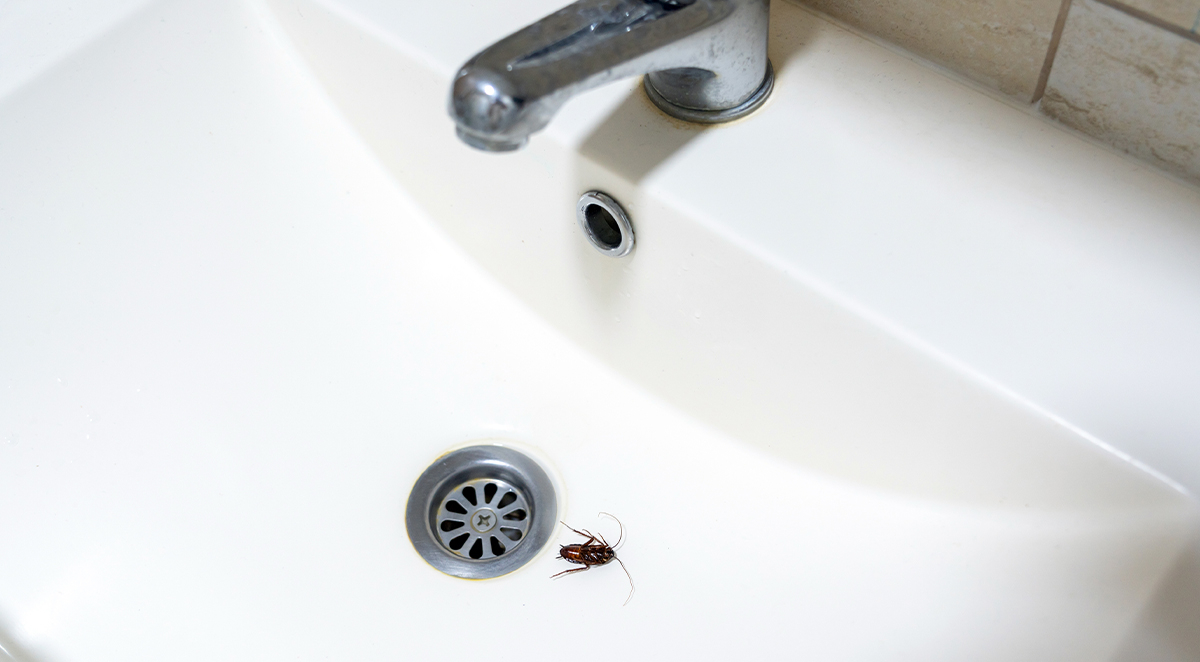 Why Are There Bugs in My Bathroom?