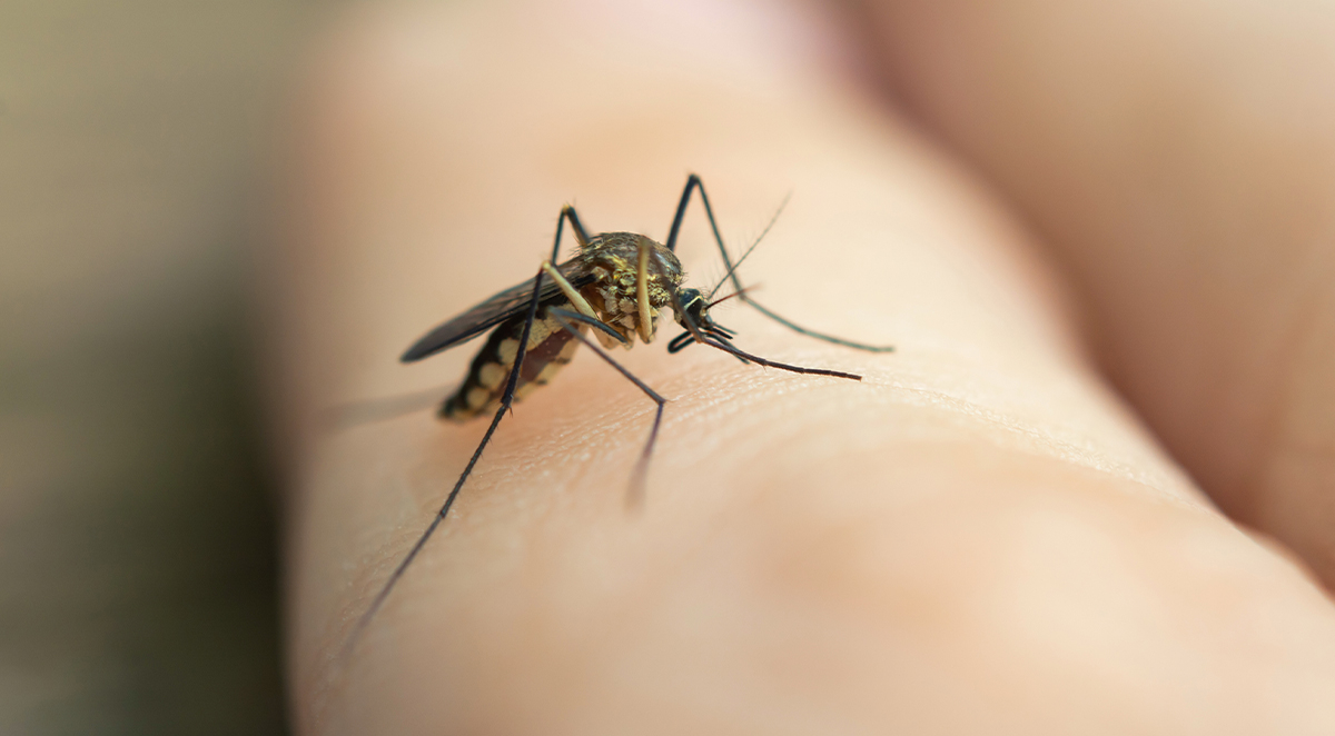 Pests To Be Wary of While Traveling