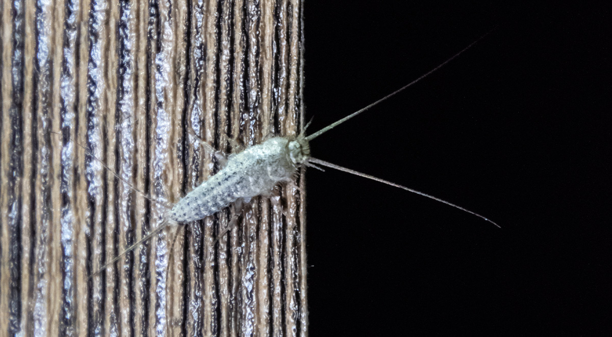 Why Do I Have Silverfish in My House?